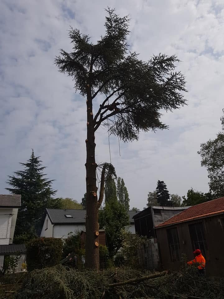 Élagage & abattage par Jardin Passion